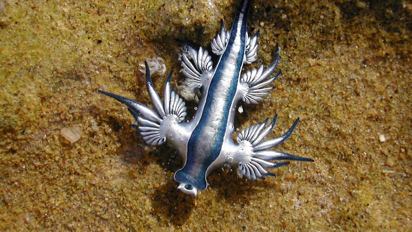 A close-up image of the vibrant blue dragon sea slug, Glaucus atlanticus, floating on the water's surface.